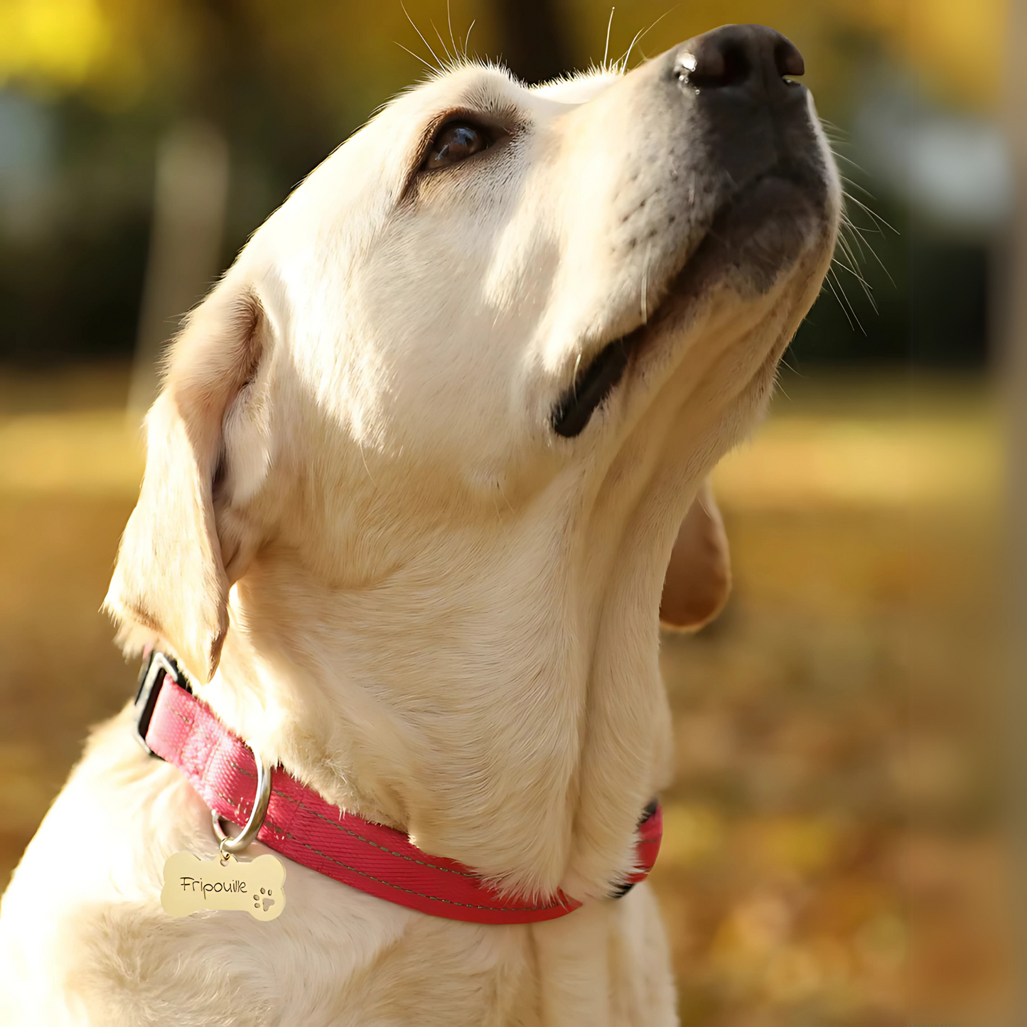 Médaille Chien Personnalisée - Os Acier Inoxydable