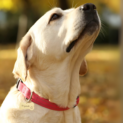 Médaille Chien Personnalisée - Os Acier Inoxydable